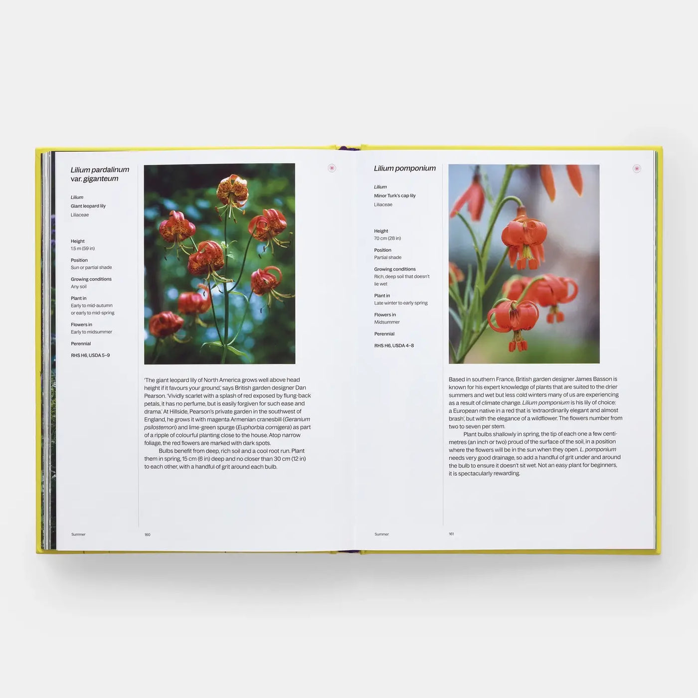 A Year In Bloom: Flowering Bulbs For Every Season (2024)
