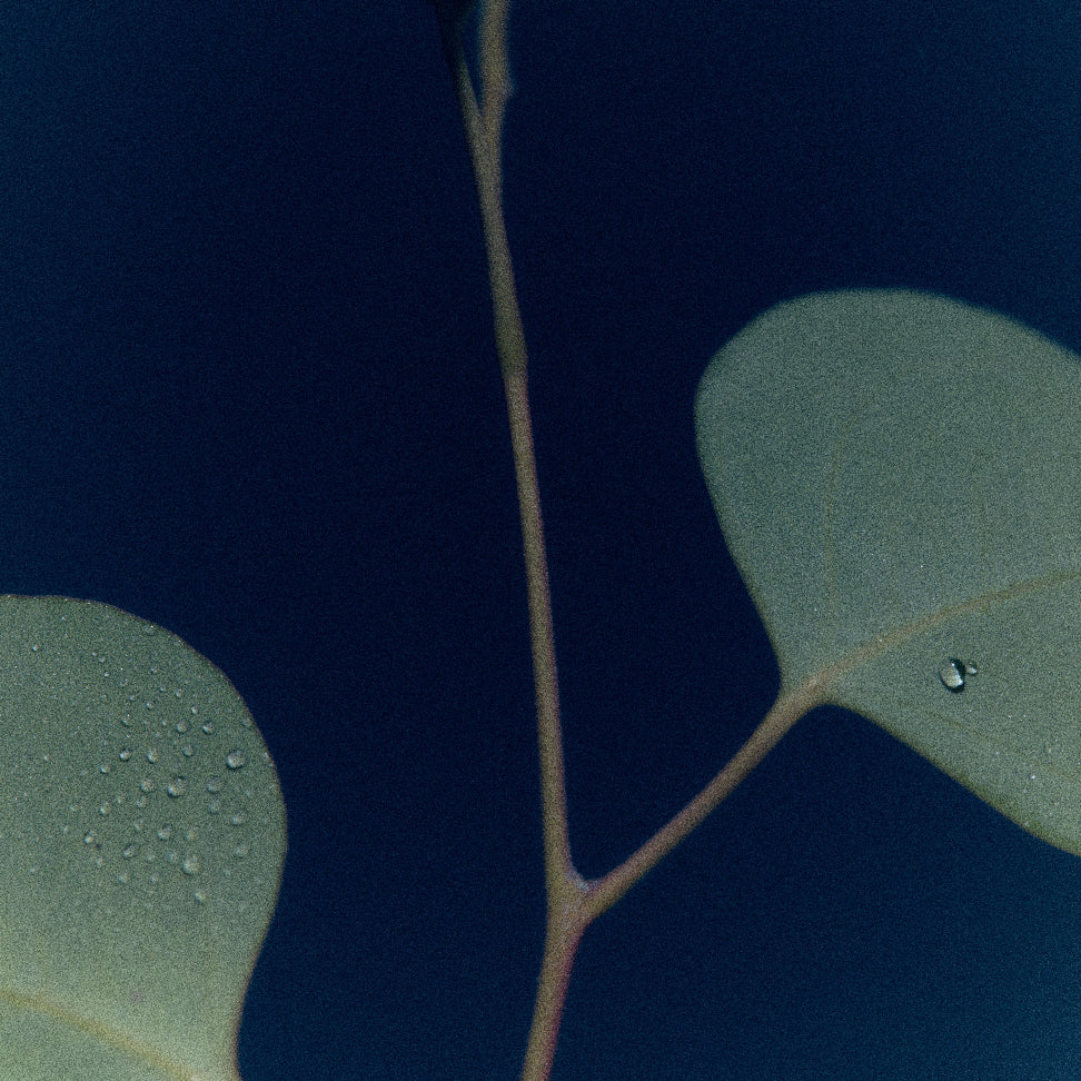 Eucalyptus leaves, a note in Moonrise in a Forest
