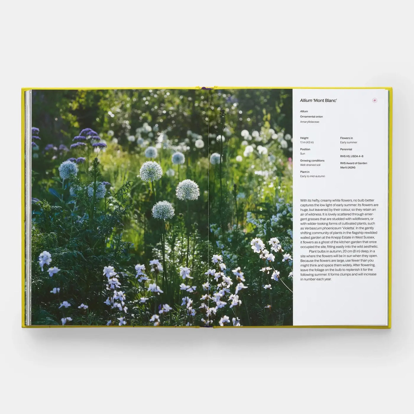 A Year In Bloom: Flowering Bulbs For Every Season (2024)