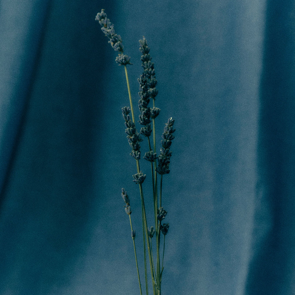Lavender, one of the notes in Cloud Gazer