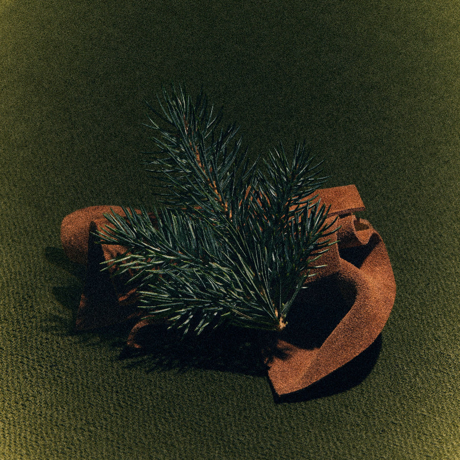 Moss, one of the notes in Library in a Forest
