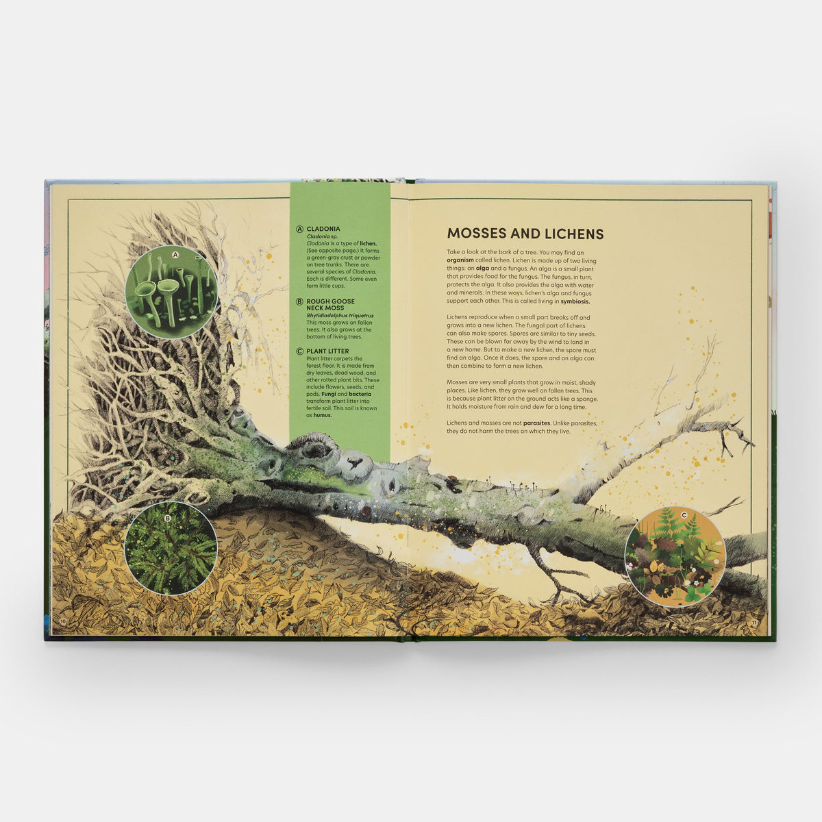 Interior spread, forest floor